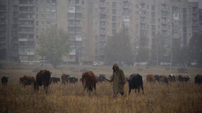 Донецкая область. Архивное фото.