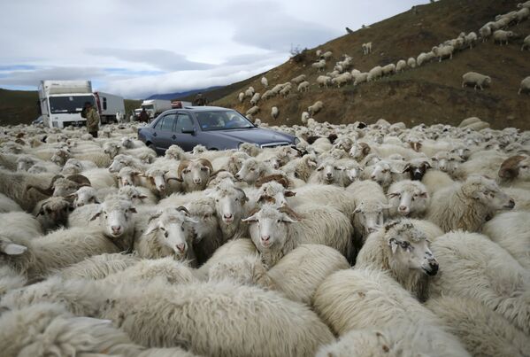 Овцы возвращаются домой с пастбищ за пределами Тбилиси, Грузия