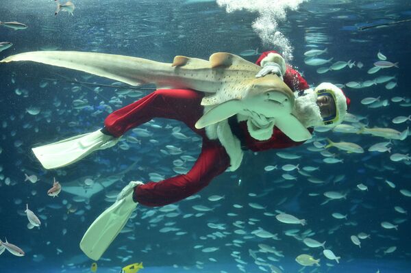 Дайвер в костюме Санта-Клауса плавает в одном из аквариумов океанариума Sunshine, Токио