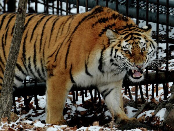 Молодая амурская тигрица, привезенная из питомника Московского зоопарка, обживает свое новое место в сафари-парке в Приморье