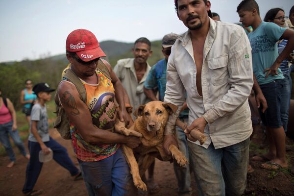 Спасение собаки, пострадавшей во время прорыва дамбы в Бразилии