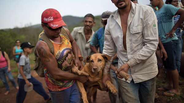 Спасение собаки, пострадавшей во время прорыва дамбы в Бразилии