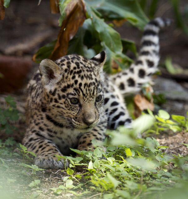 Детеныш ягуара в зоопарке Кито, Эквадор