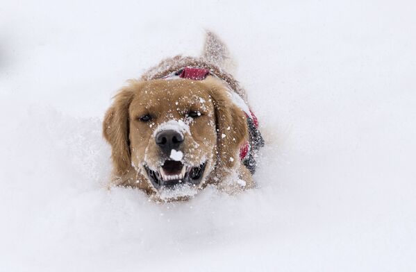 Собака играет в снегу во время снегопада в Калифорнии