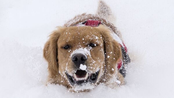 Собака играет в снегу во время снегопада в Калифорнии