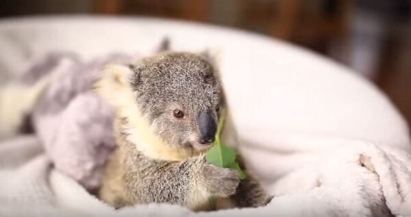 Первая съемка детеныша коалы