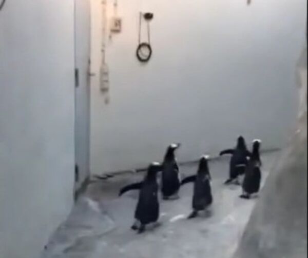 Смелый побег пингвинов