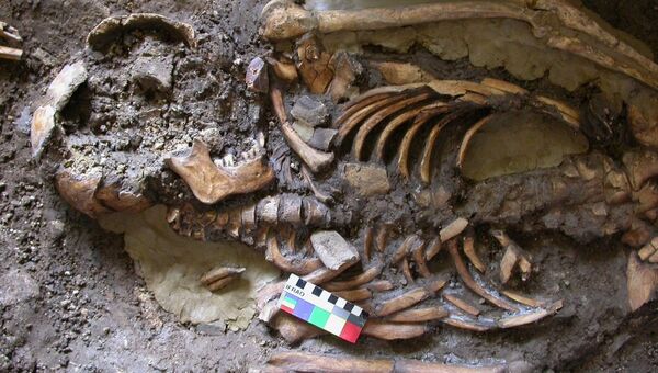 Скелет человека из пещеры в Грузии