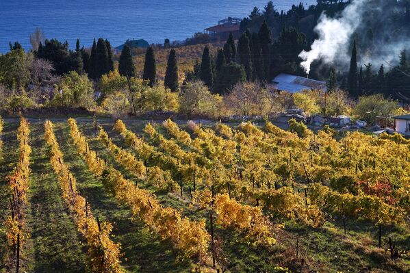 Вид на виноградники и берег Черного моря в окрестностях большой Ялты в селе Бекетово в Крыму