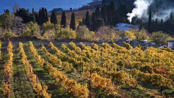 Вид на виноградники и берег Черного моря в окрестностях большой Ялты в селе Бекетово в Крыму