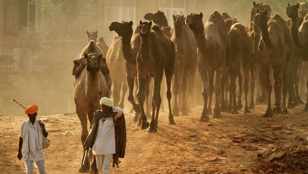 Индийские торговцы ведут стадо на ежегодную ярмарку рогатого скота в Пушкаре