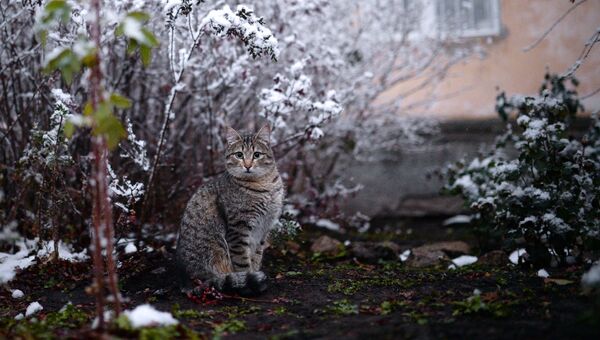 Кот во дворе дома в Ленинском районе Новосибирска