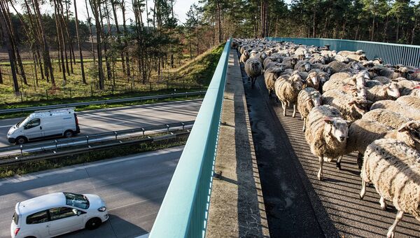 Овцы идут по мосту в Восточной Германии