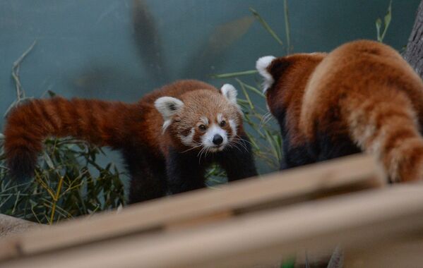 Красные панды в Московском зоопарке