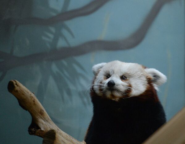 Самка красной панды Зейн в Московском зоопарке