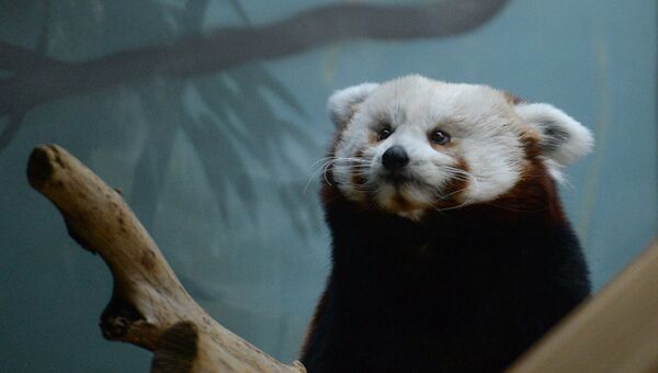 Самка красной панды Зейн в Московском зоопарке