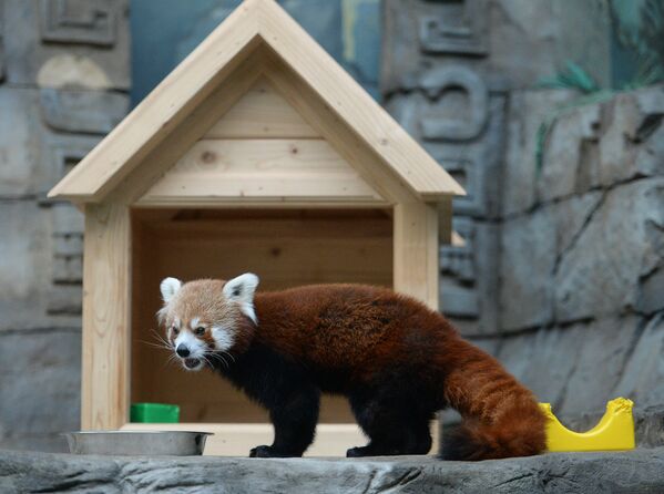 Самец красной панды в Московском зоопарке.
