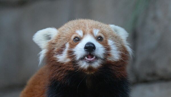 Самец красной панды в Московском зоопарке. Архивное фото