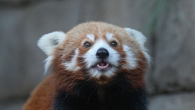 Самец красной панды в Московском зоопарке. Архивное фото