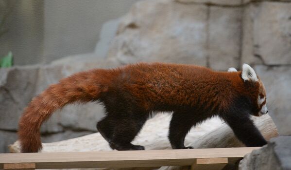 Самец красной панды в Московском зоопарке