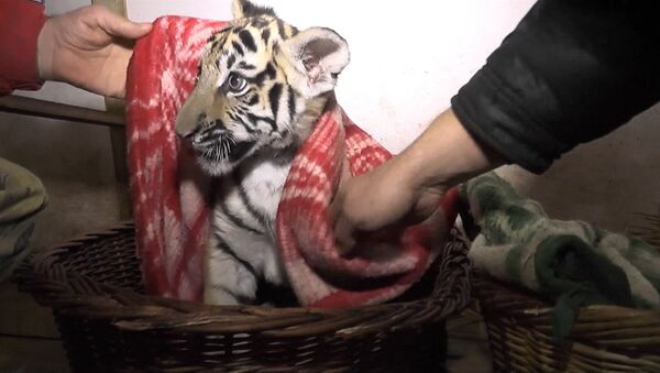 Сотрудники обесточенного сафари-парка в Крыму кутали тигрят в одеяла