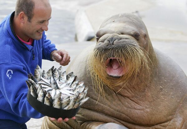 Сотрудник зоопарка кормит рыбой моржа Николая
