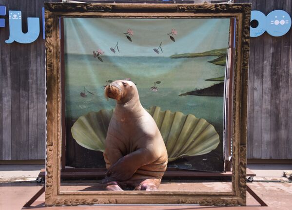 Самка моржа позирует для картины Рождение Венеры художника Сандро Боттичелли в морском аквариуме Йокогамы, Япония