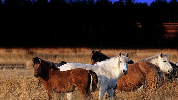 Табун якутских лошадей