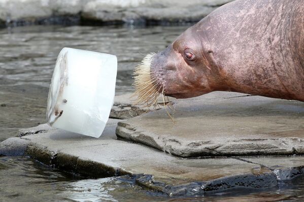 Морж играет с куском льда в зоопарке Гамбурга, Германия