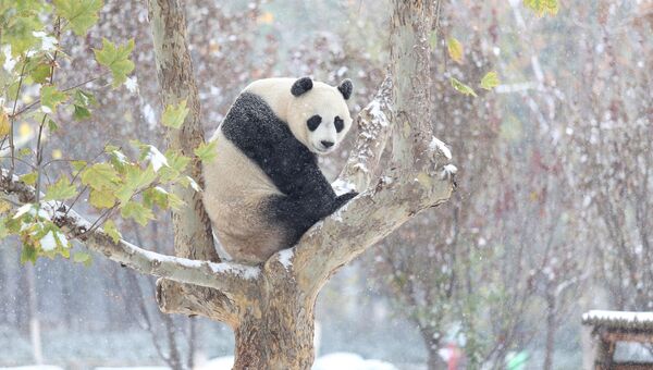 Гигантская панда сидит на дереве во время снегопада в Китае