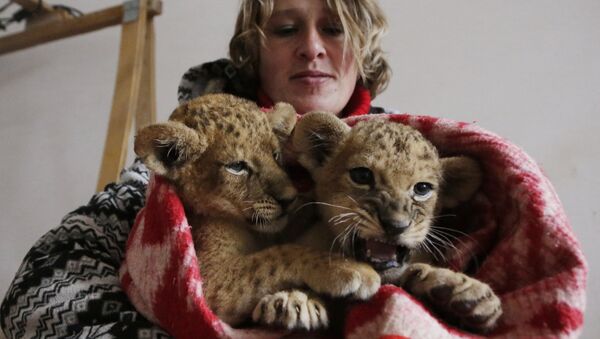 Сотрудники крымского парка Тайган укутывают замерзших львят одеялами