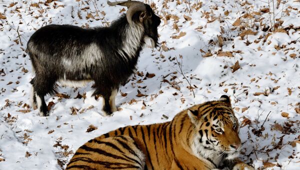 Уссурийский тигр по кличке Амур и козел по кличке Тимур в вольере Приморского сафари-парка. Архивное фото