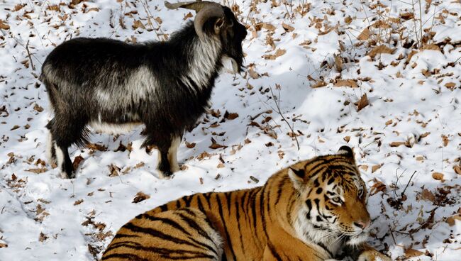 Уссурийский тигр по кличке Амур и козел по кличке Тимур в вольере Приморского сафари-парка