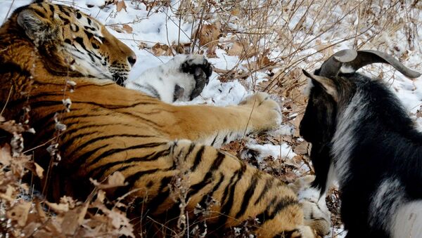 Уссурийский тигр по кличке Амур и козел по кличке Тимур в вольере Приморского сафари-парка. Архивное фото