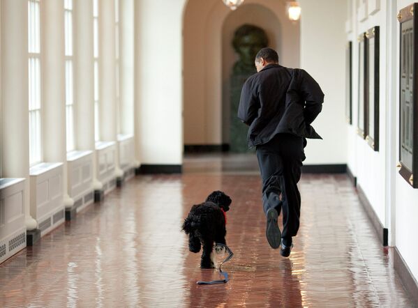 Президент США Барак Обама со своим псом Бо в Белом доме. Вашингтон