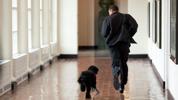 Президент США Барак Обама со своим псом Бо в Белом доме. Вашингтон