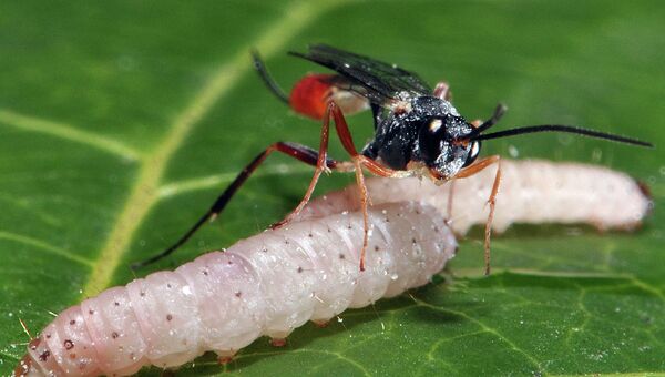 Оса-наездник Venturia canescens заражает гусеницу амбарной моли
