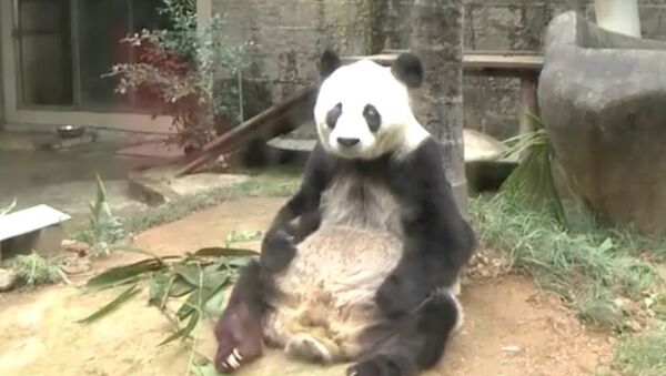 Панда-долгожительница