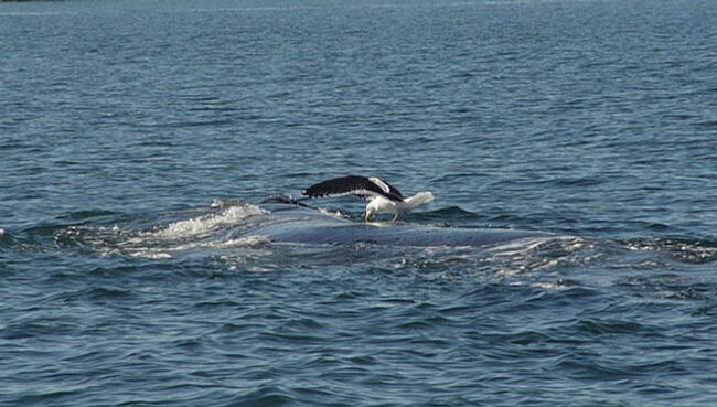 Чайка клюет аргентинского кита в заливе Нуэво