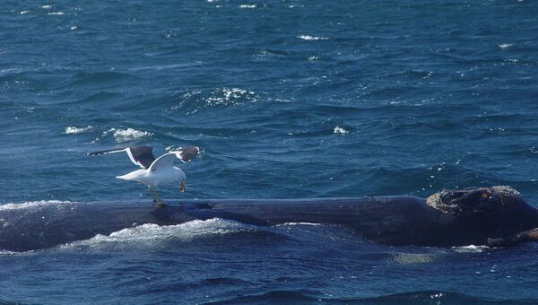 Чайка клюет аргентинского кита в заливе Нуэво