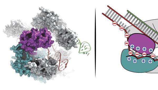 Новая версия белка Cas9, ключевой части геномных ножниц CRISPR/Cas9