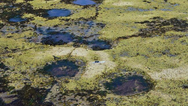 Следы шотландских динозавров