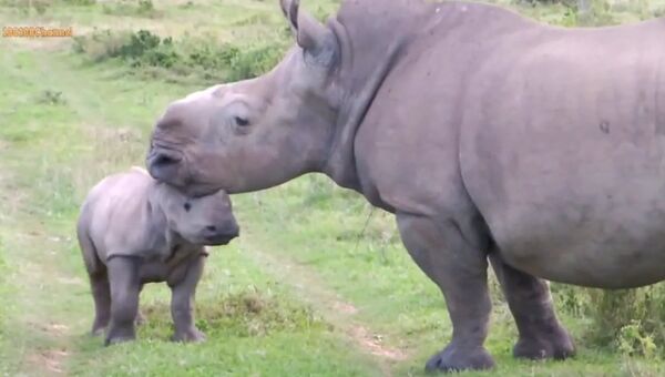 “Страшный” носорог