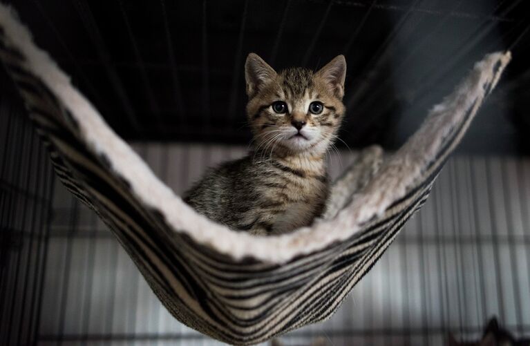 Котенок в буддийском храме в пригороде Шанхая