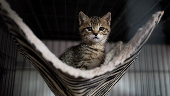 Котенок в буддийском храме в пригороде Шанхая