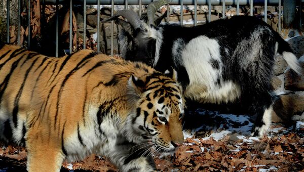 Дружба козла Тимура и тигра Амура, архивное фото