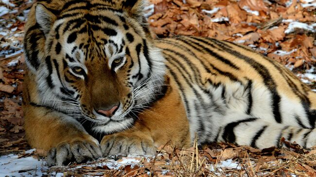 Уссурийский тигр по кличке Амур в вольере Приморского сафари-парка. Архивное фото