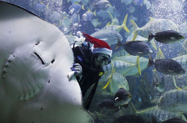 Дайвер в костюме Санта-Клауса в аквариуме Куала-Лумпура