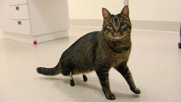 Титановые лапы для кота: ветеринары установили протезы домашнему питомцу