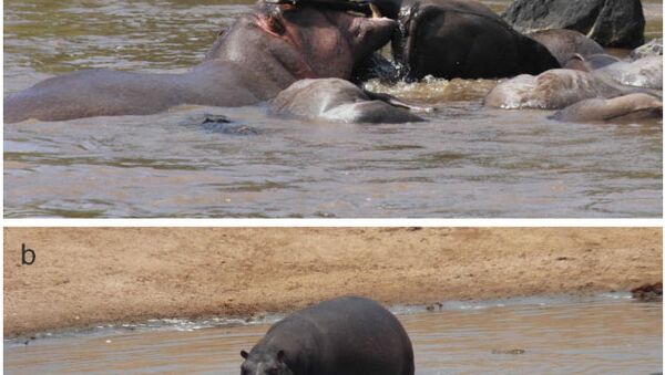 Бегемоты поедают тело антилопы, погибшей от ящура
